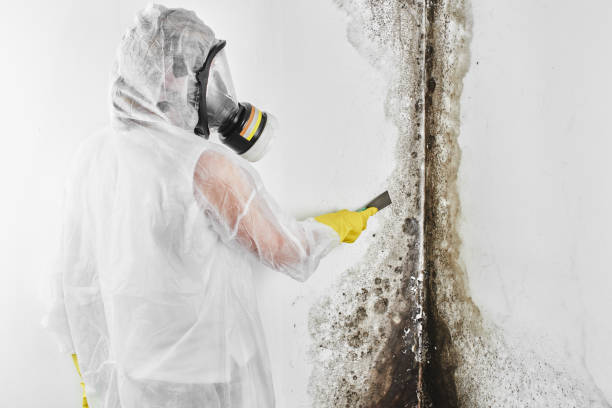 Best Attic Mold Removal  in Lilburn, GA